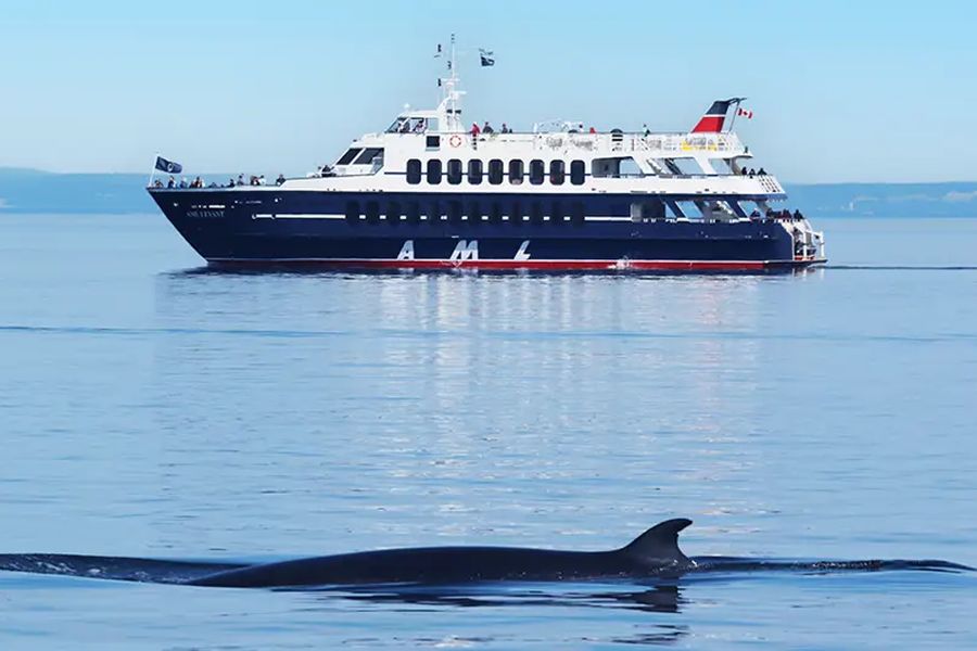 Canada excursie Whale Watching vanuit Tadoussac