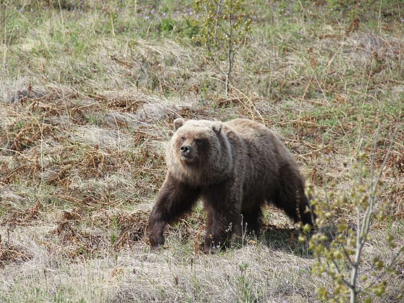 Autohuur Canada Yukon Whitehorse