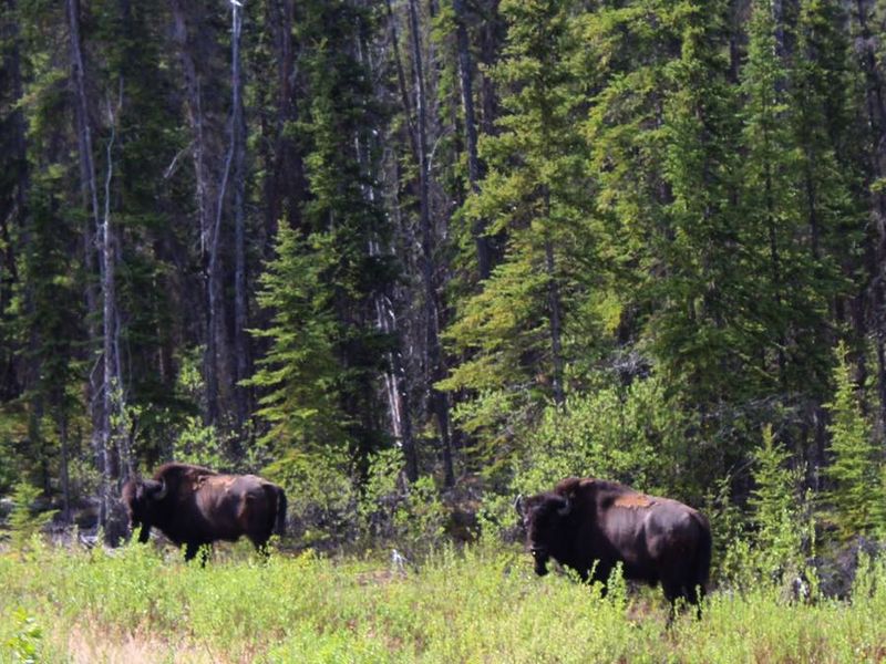Autohuur Canada Yukon Whitehorse