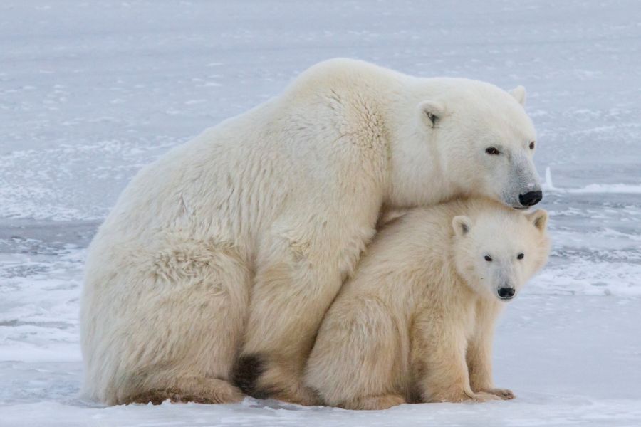 IJsberen spotten in Churchill Canada