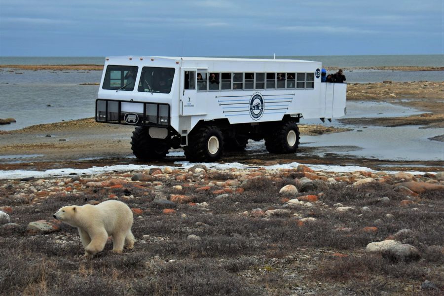 IJstruck rijdt langs ijsberen bij Churchill in Manitoba in Canada.