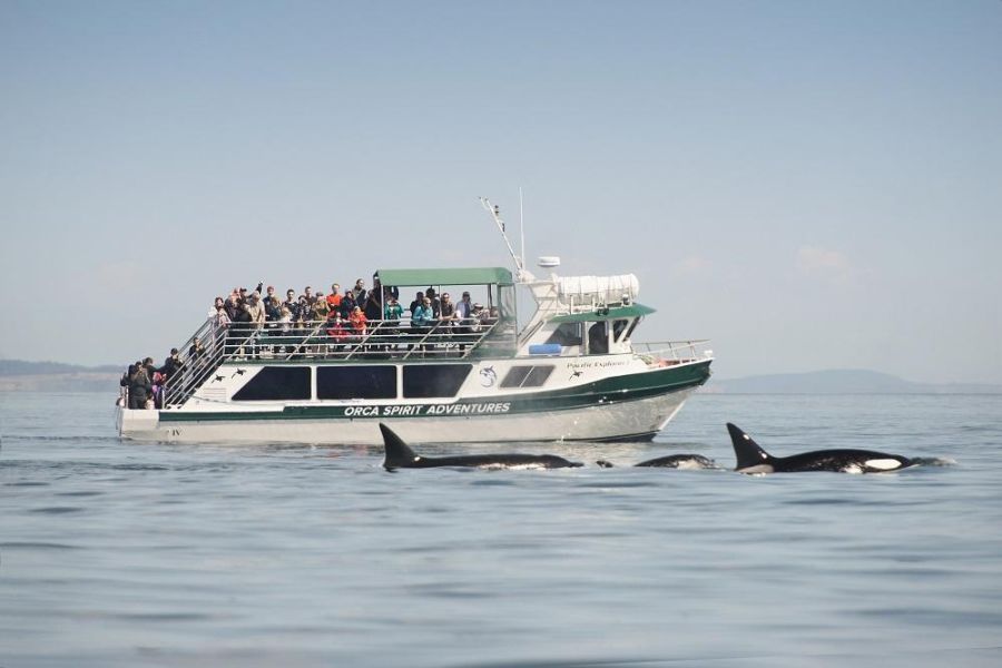 Orka’s in het water nabij Victoria tijdens een Whale Watching excursie.