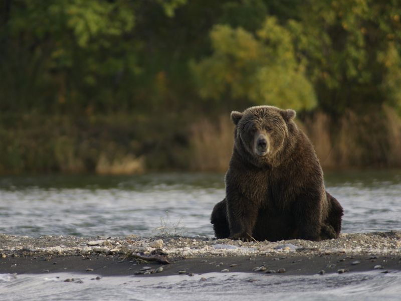 Vakantie Kayaking & Wildlife wildernistrip op Vancouver Island, 12 dagen in Diversen (Canada, Canada)