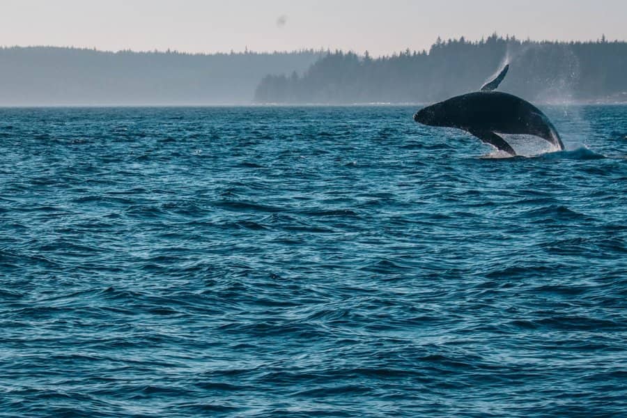 Orca sprint uit het water langs de kust van Vancouver Island tijdens een wildlife reis naar Canada