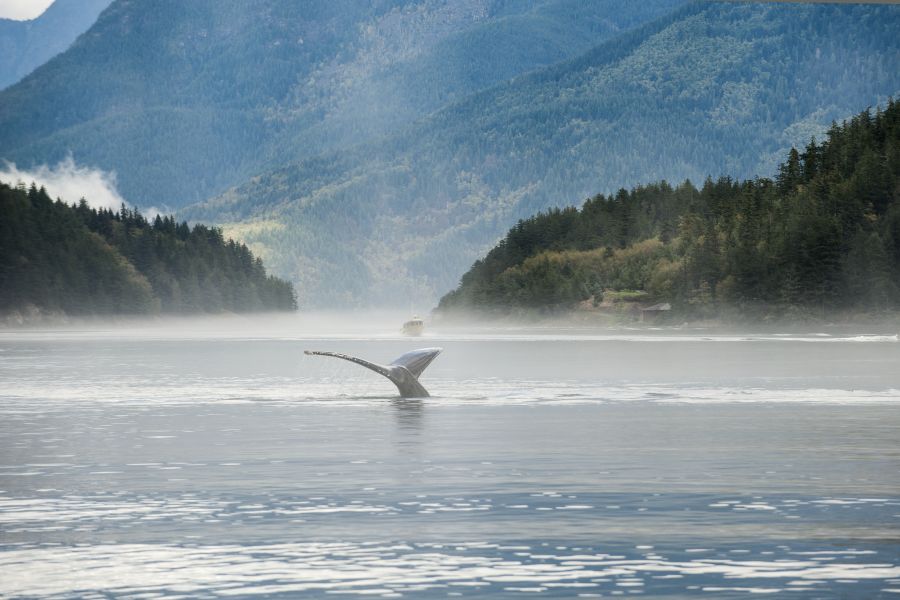 Staart van een walvis in het water bij Vancouver Island tijdens een wildlife reis naar Canada