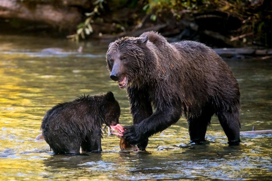 Vakantie Grizzly Bear Watching - Cariboo Mountains, 4, 5 of 6 dagen in Diversen (Canada, Canada)