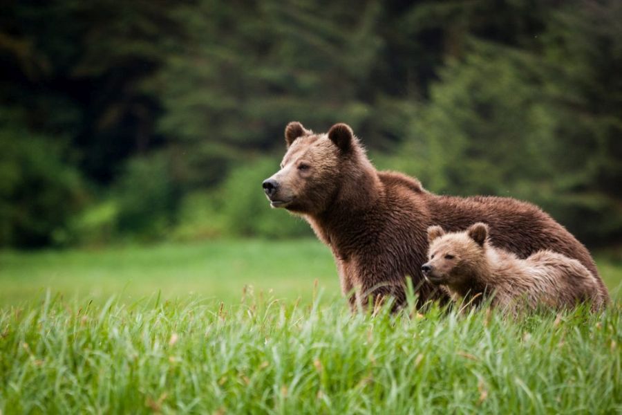 Grizzly beer met welpje in het gras bij Knight Inlet Lodge in British Columbia in Canada.