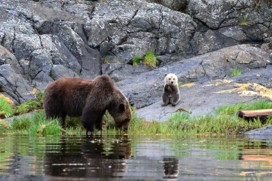 Grizzly beer met welpje aan het water bij de Knight Inlet Lodge in British Columbia in Canada.