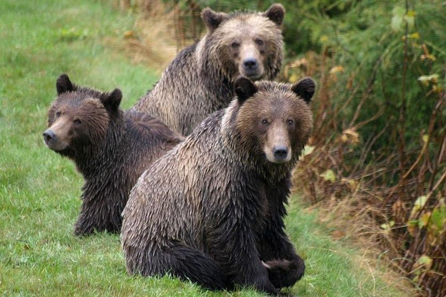 Drie grizzly beren in het gras bij Knight Inlet Lodge in British Columbia in Canada.