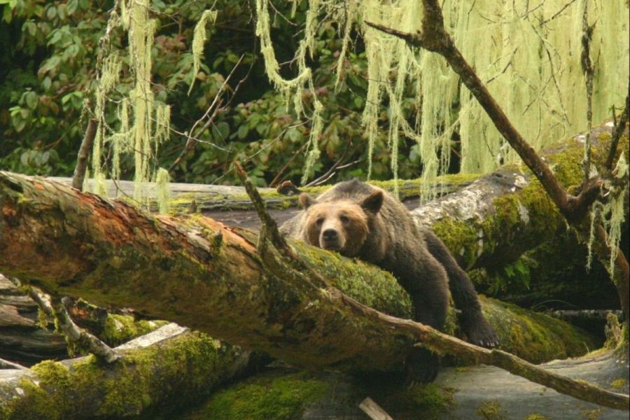 Grizzly beer op boomstam bij Knight Inlet Lodge in British Columbia in Canada.