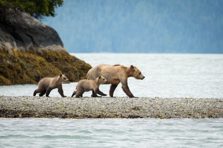 Grizzly beer met twee welpjes aan de kust bij Knight Inlet Lodge in British Columbia in Canada.