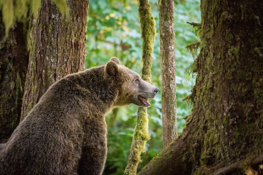 Grizzly beer bij Knight Inlet Lodge in British Columbia in Canada.