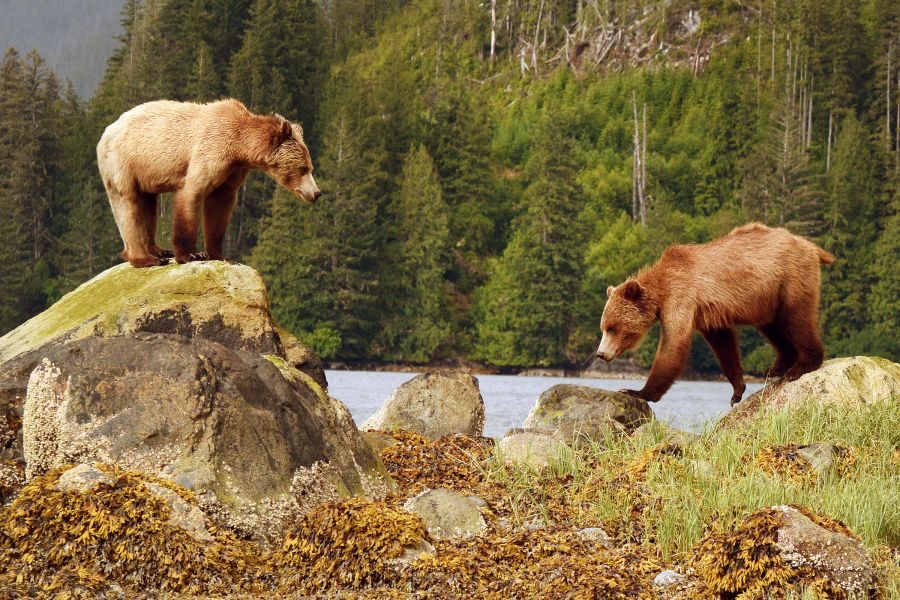 Twee grizzly beren op rotsachtige kust bij Knight Inlet Lodge in British Columbia in Canada.