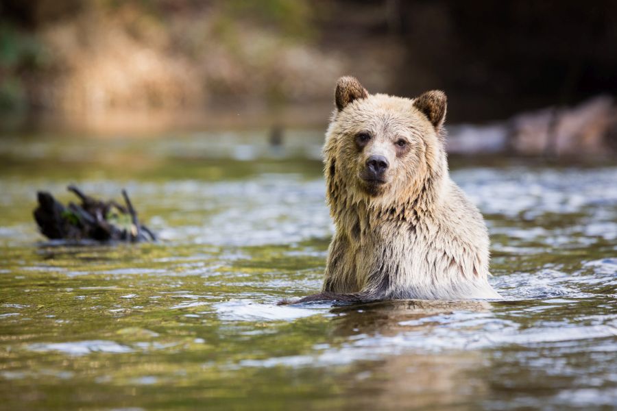 Zwemmende grizzly beer in het water bij Knight Inlet Lodge in British Columbia in Canada.