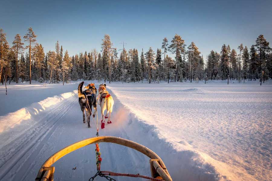 Huskysafari van 5 km Levi