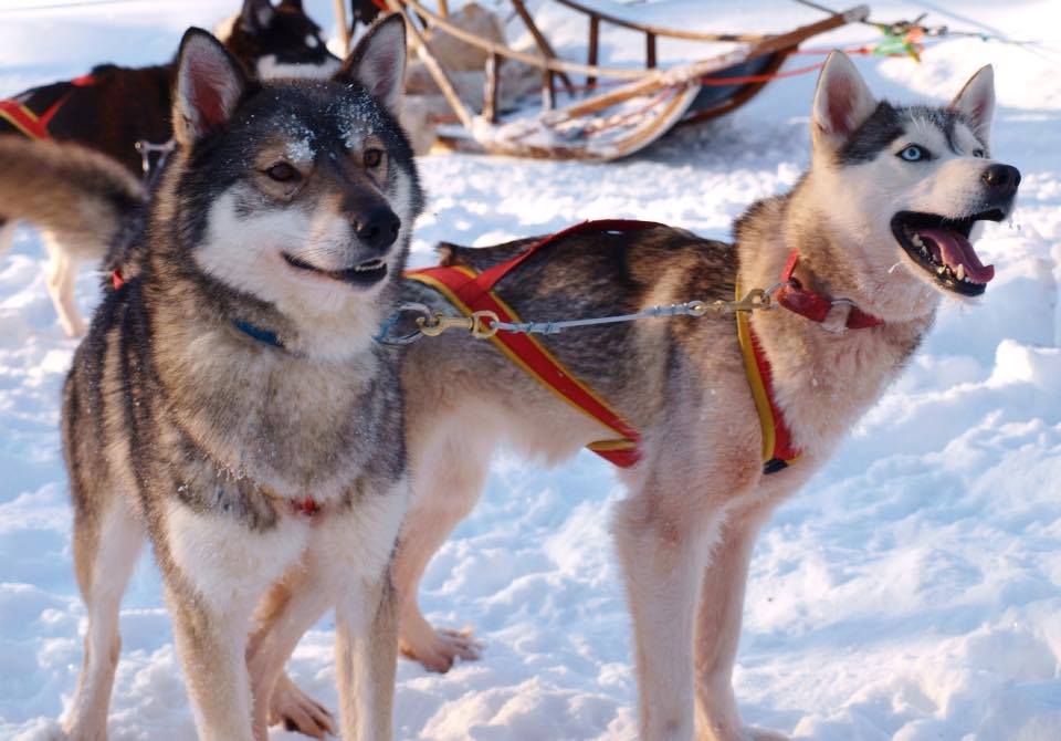 Huskysafari van 5 km Levi