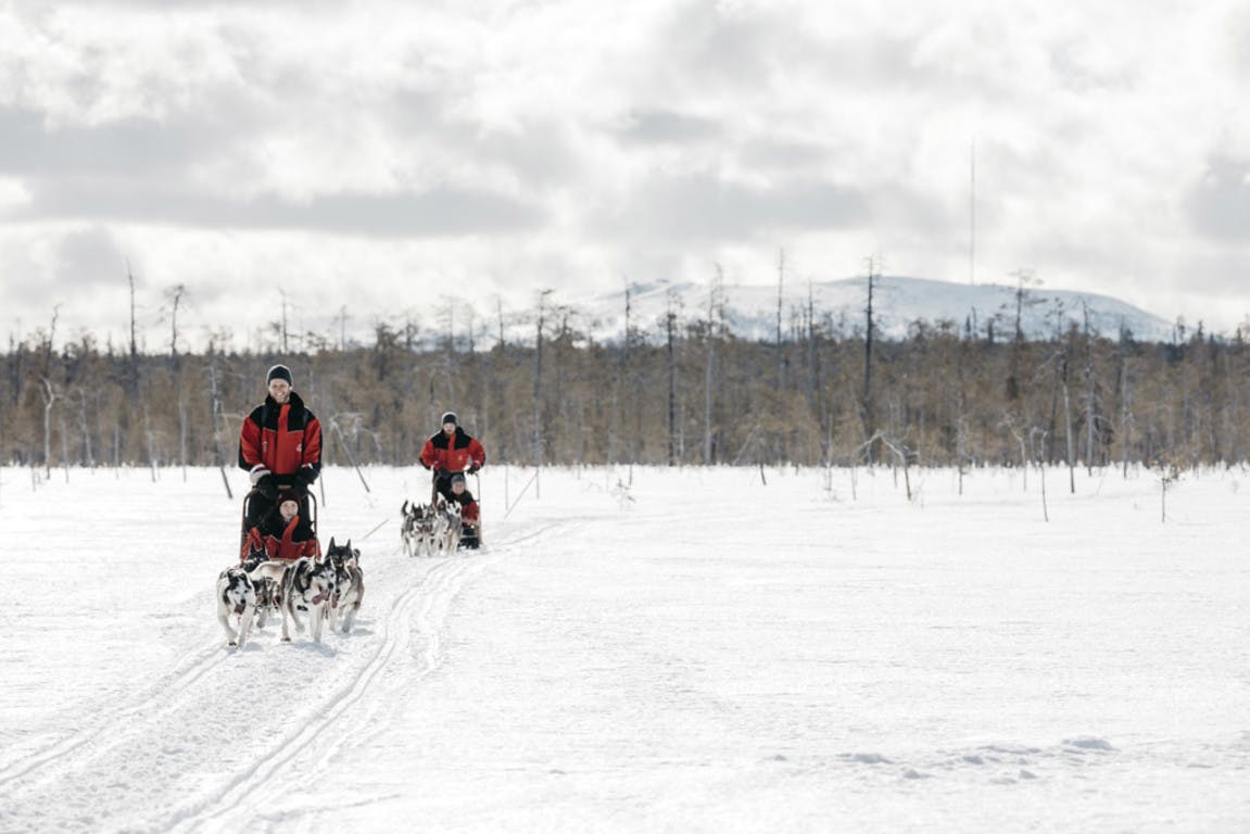 Huskysafari van 5 km Levi