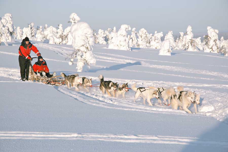 Huskysafari, hele dagexcursie Levi