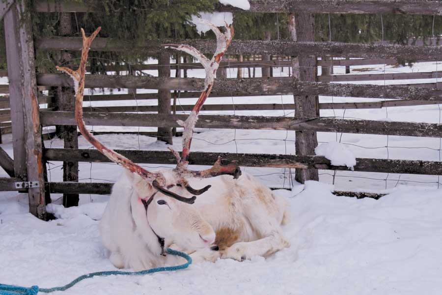 Sneeuwscootersafari rendierfarm