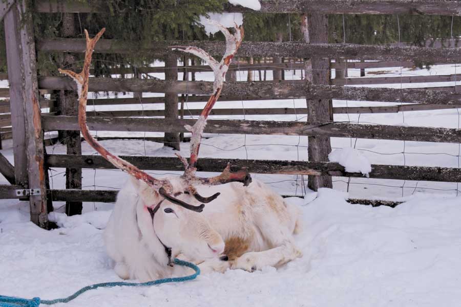Ruka Excursie naar rendierfarm