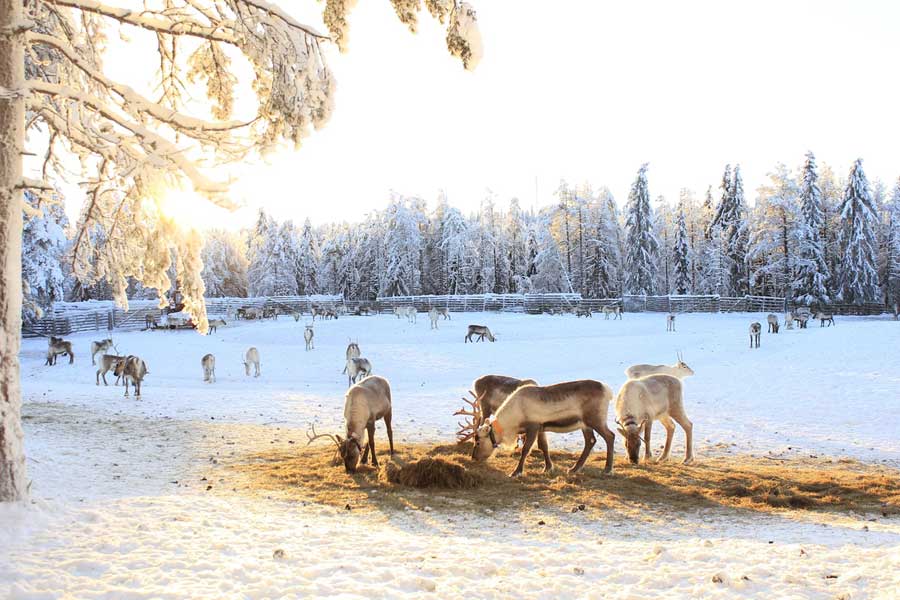 Ruka Excursie naar rendierfarm