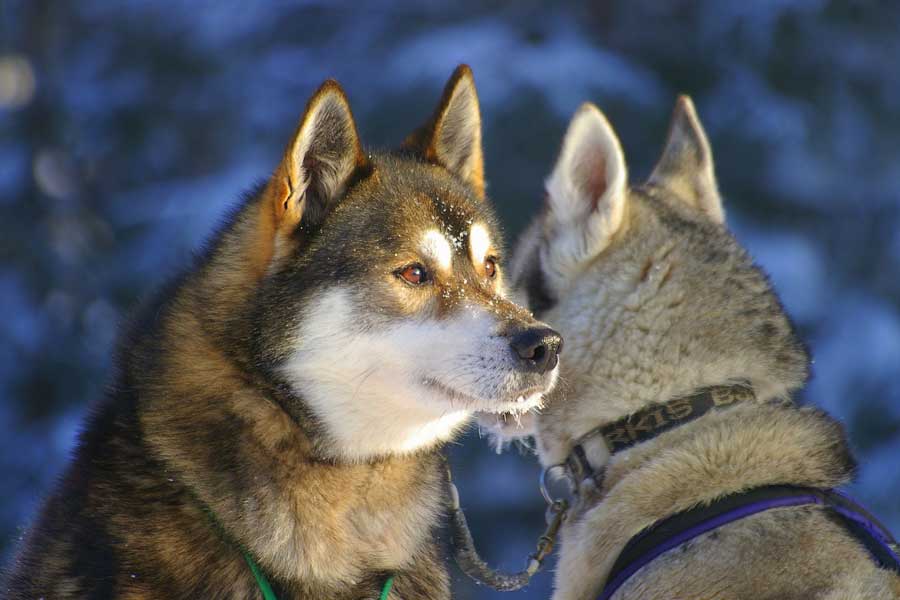 Ruka Huskysafari van 5 km