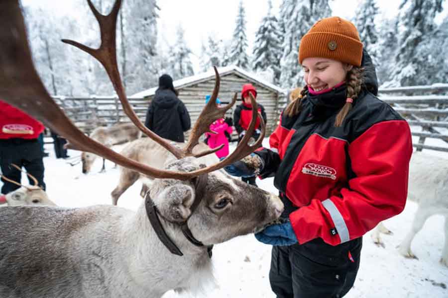 Voeren van rendieren Ruka Safaris