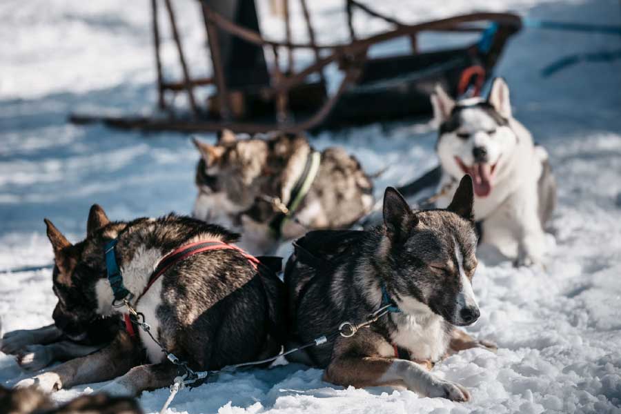 Huskysafari van 10 km Saariselka