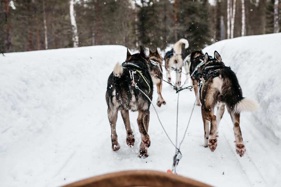 Huskysafari van 20 km Saariselka