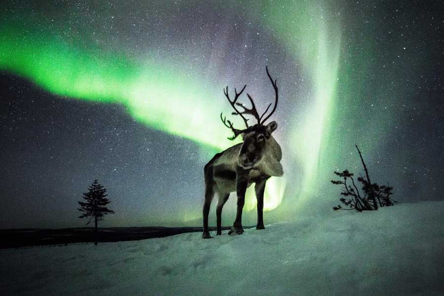 Rendiersafari ontdek het noorderlicht Saariselka