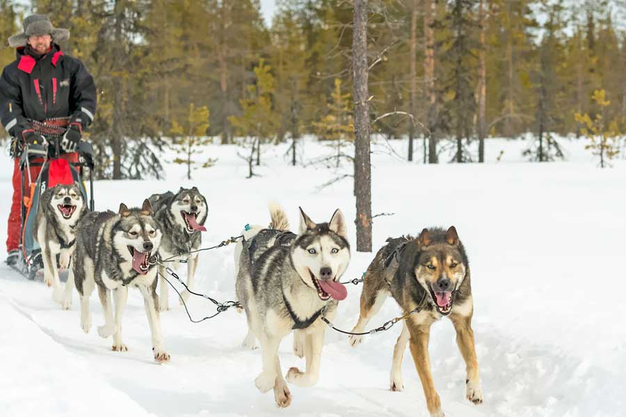Huskysafari, halve dag Yllas