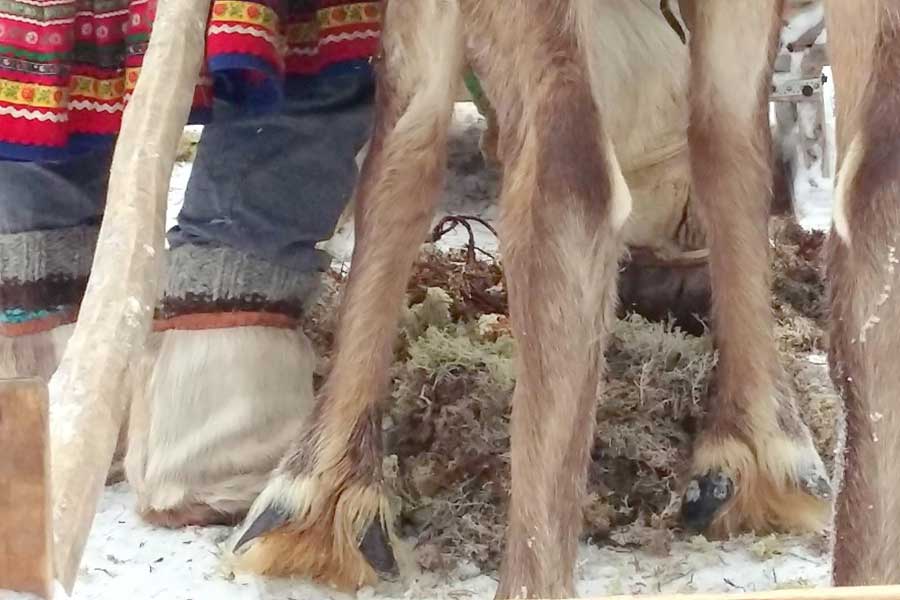Bezoek aan een rendierfarm incl. korte sledetocht Yllas