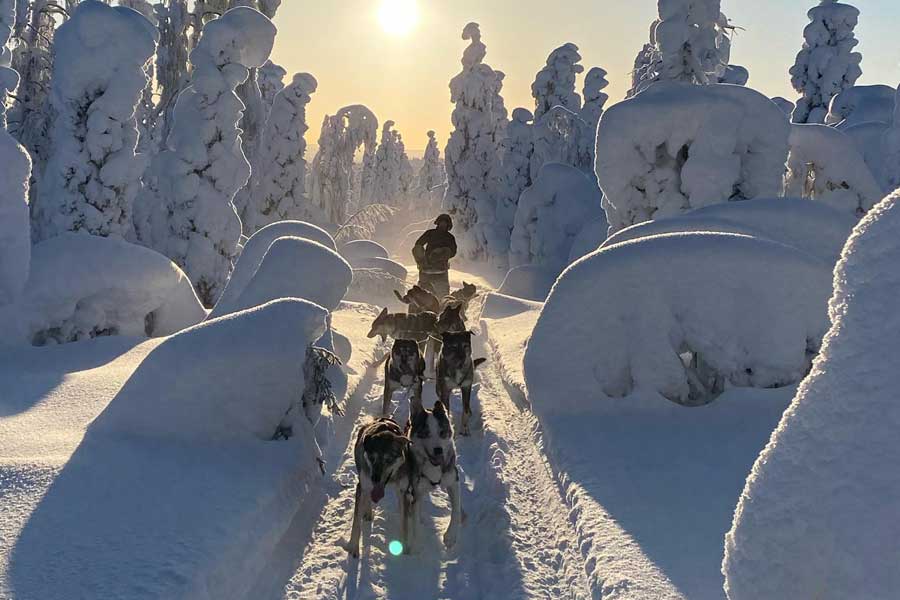 eXclusief Husky Expeditie (hele dag) Yllas/Akaslompolo