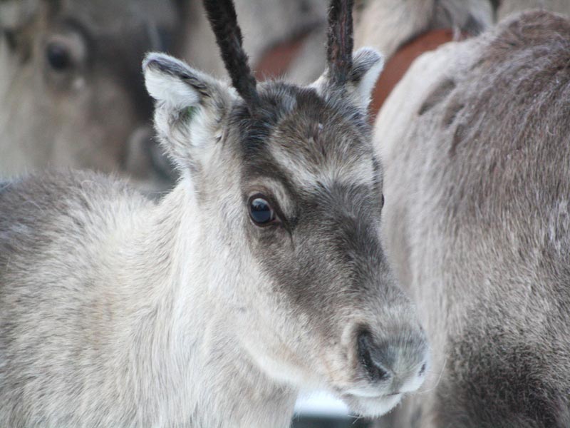 Familieavontuur in Northern Lights Village, Saariselkä 2020/2021