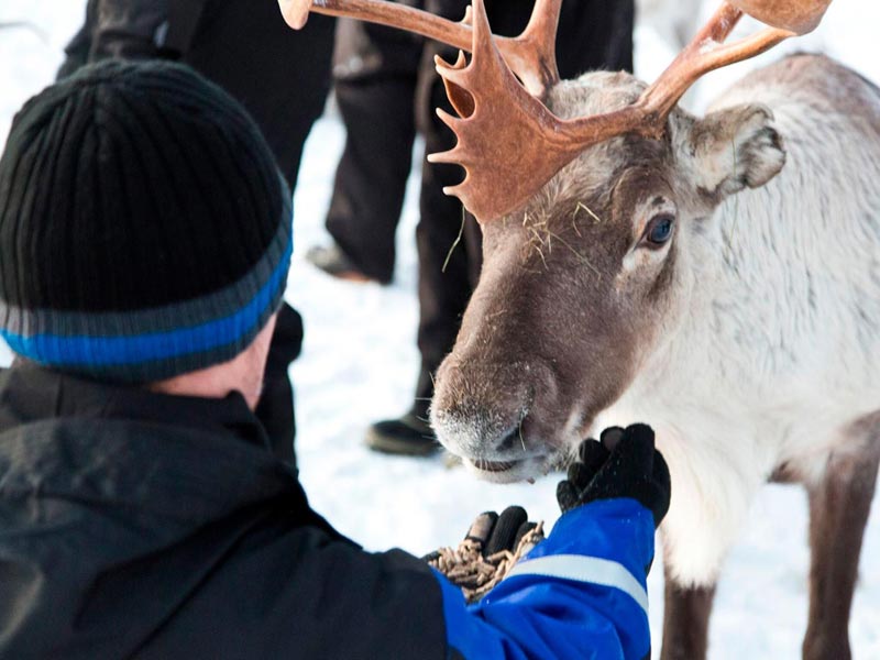 Familieavontuur in Northern Lights Village, Saariselkä 2020/2021