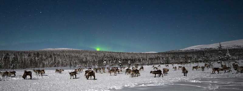 Rendieren en noorderlicht, dat is Lapland