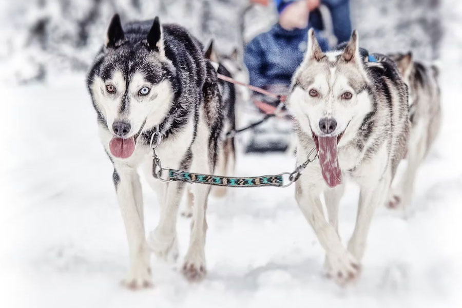 Huskysafari bij North Frontier