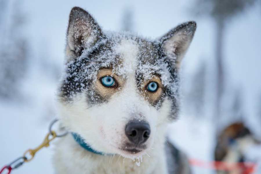Winteravontuur Lapland