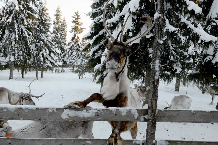 Winteravontuur Ruka, Lapland