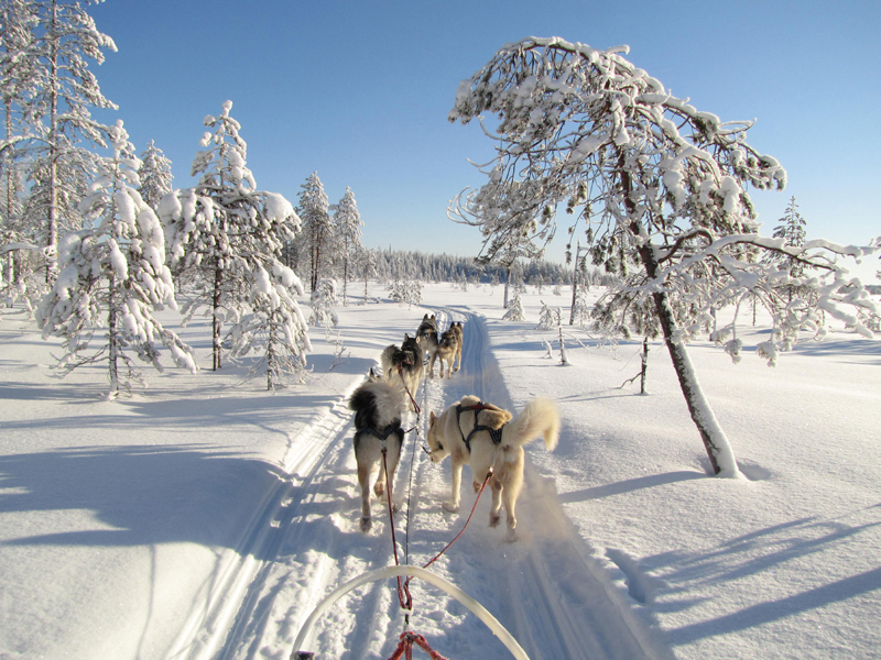 Winterse avonturen in Fins Lapland