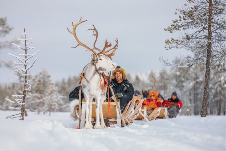 Ontdek de wildernis van Lapland, huskyavontuur