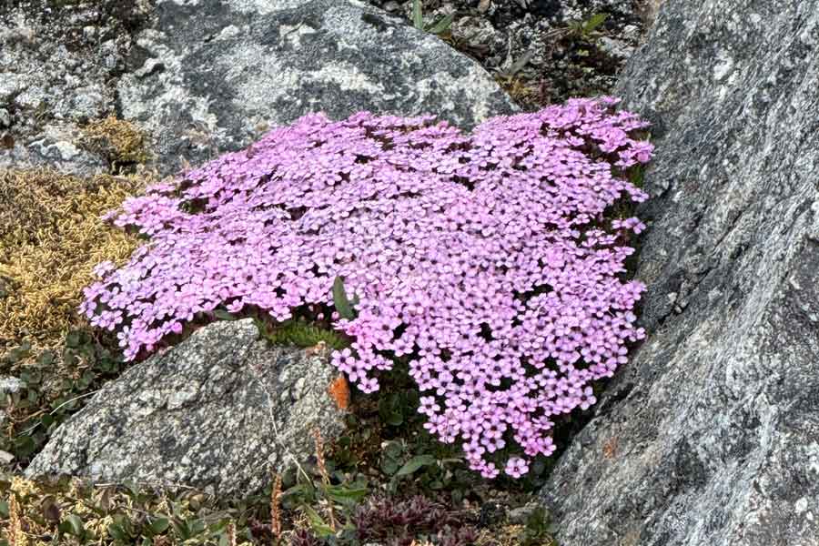 Ondanks de moeilijke omstandigheden kleurijke flora op Spitsbergen