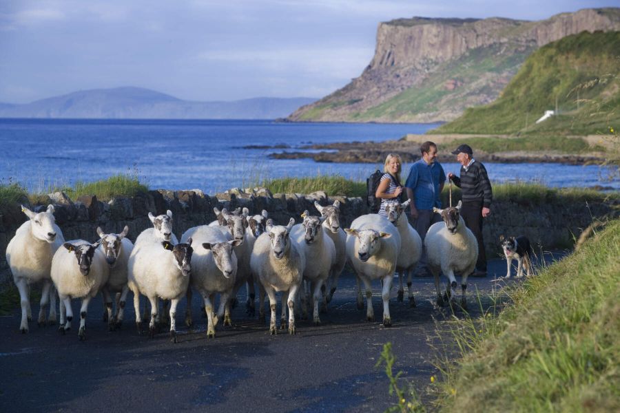 Schapen kust Noord Ierland