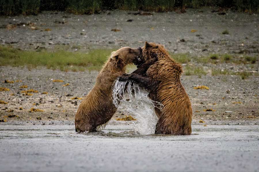 Grizzleys Geographic Harbour, Alaska