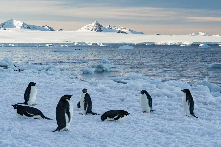 Hurtigruten Expeditie Antarctica & Falklands met BBI Travel