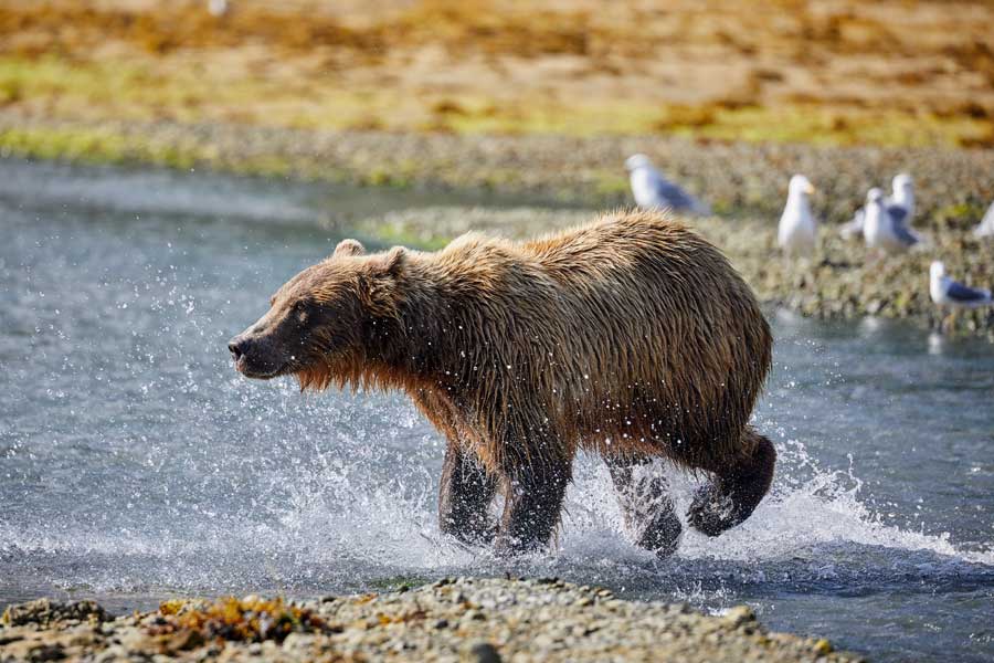 Bruine beren spotten bij Kodiak 