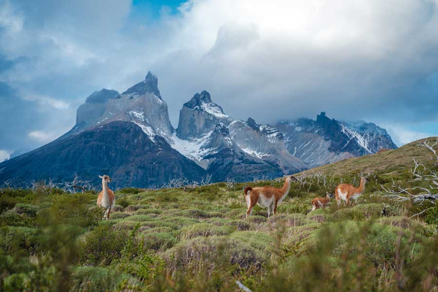 Hurtigruten expeditie Chileense fjorden en Antarctica met BBI Travel