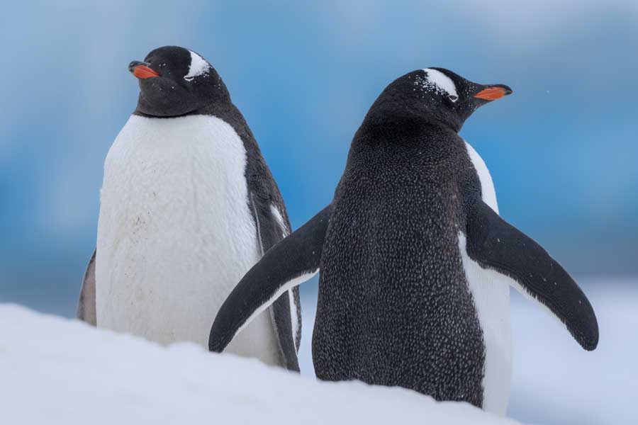 Hurtigruten expeditie Chileense fjorden en Antarctica met BBI Travel