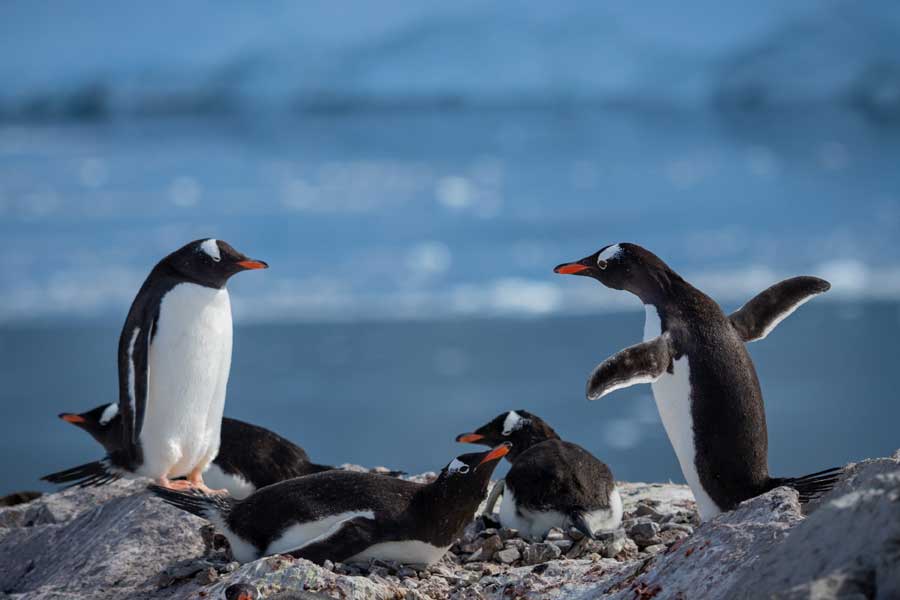Hurtigruten expeditie Patagonie en Antarctica met BBI Travel