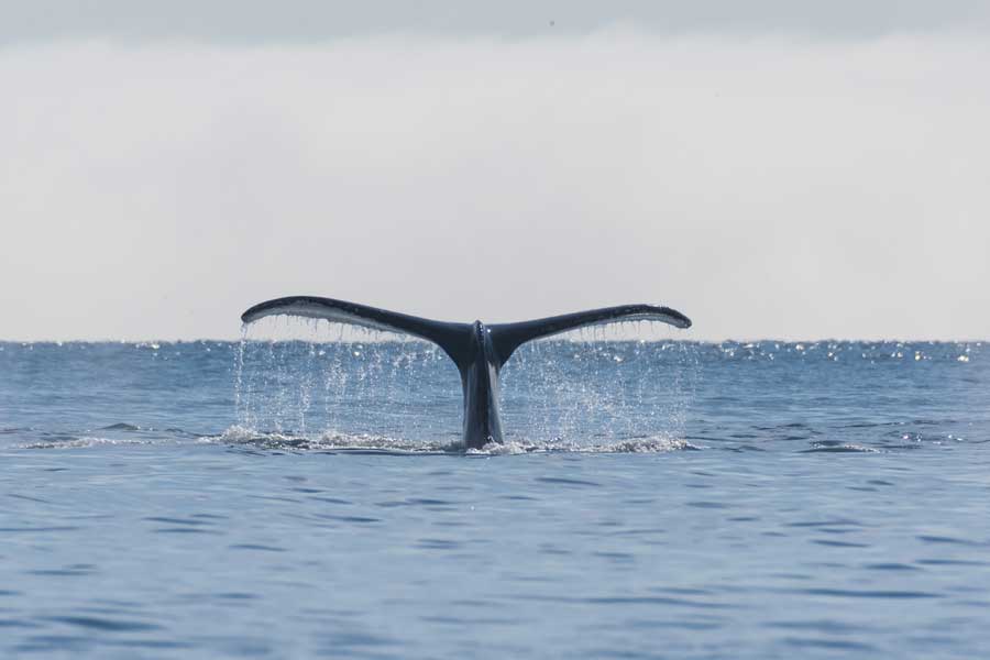 Hurtigruten expeditie Groenland met BBI Travel